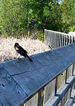 Bird perched on bridge railing