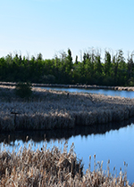 Lake corner with tall trees in background