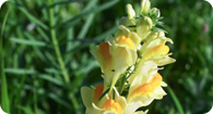 Image of the noxious weed Yellow Toadflax