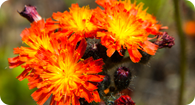 Image of the noxious weed Orange Hawkweed