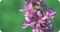 Image of the noxious weed Purple Loosestrife