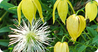 Image of the noxious weed Yellow Clematis
