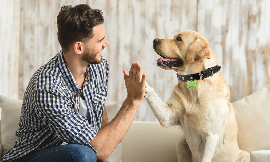 Dog with collar high-fiving owner - both sitting at the couch