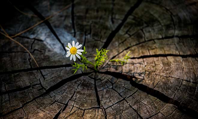 Flower growing in the middle of a tree stump