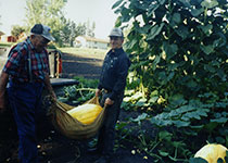 Gabert melon patch