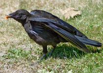 Image of a crow