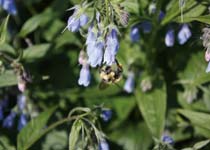 ph-UT-tall-lungwort-with-bee-210x150.jpg