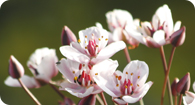 Image of the noxious weed flowering rush