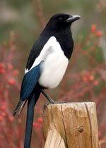 Image of a magpie sitting on a fence post