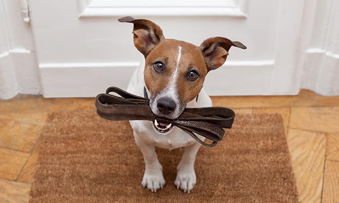 Dog at the door holding a leash in its mouth