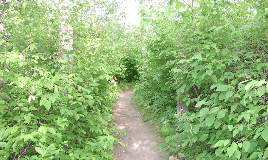 Regional Trail Strathcona County