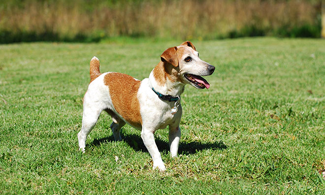 Small, elderly jack russel terrier standing in the grass.