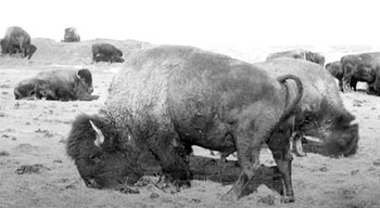 Black and white photo of buffalo grazing