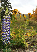 Lupins in foreground, yellow flowers in background