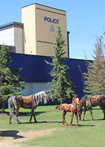 Horse sculptures in front of RCMP building