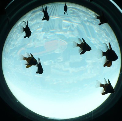 'City Fish' by Kelsey Prud'homme
