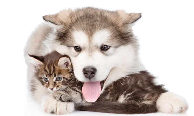 Do not let your pet fend for itself in an emergency Pet preparedness