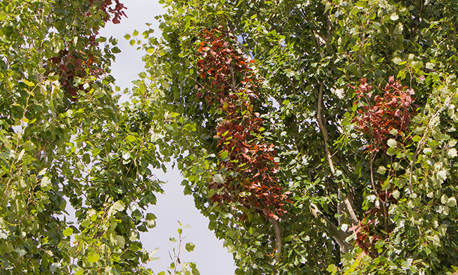 image showing some leaves of a aspen tree infected with bronze leaf