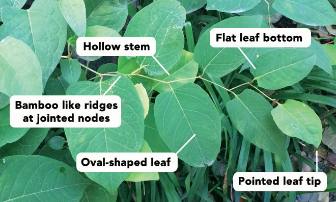 Image showing the different ways to identify japanese knotweed