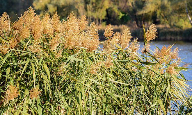 Image of phragmite stalks