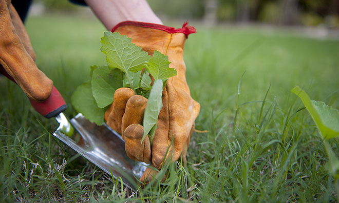 Image of a hand in gardening glove pulling a weed
