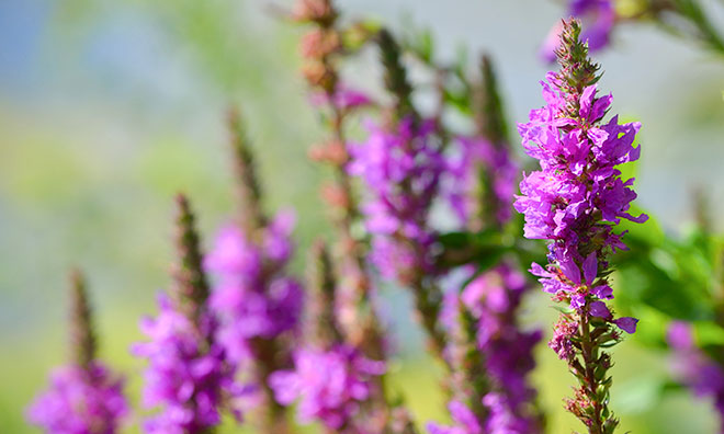 Image of the ornamental invasive plant purple loosestrife