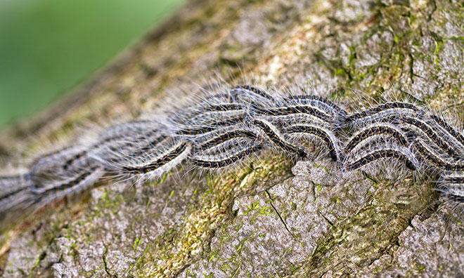 Caterpillar Identification Chart Alberta