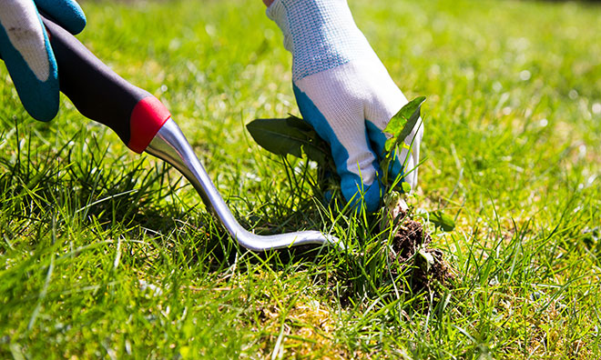 Image of hand in garden glove pulling weeds