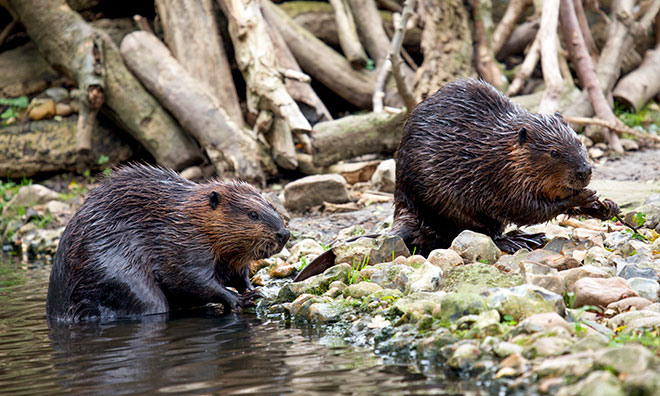 tas-medium-wildlife-beavers-660x396.jpg