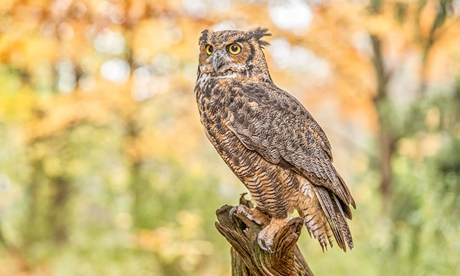 owls owl horned strathcona behaviour