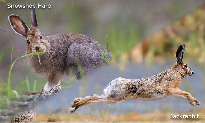 Image showing a snowshoe hare and a jackrabbit