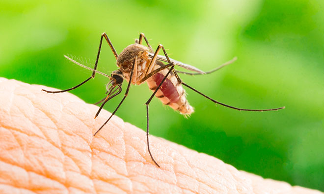 Mosquitoes | Strathcona County