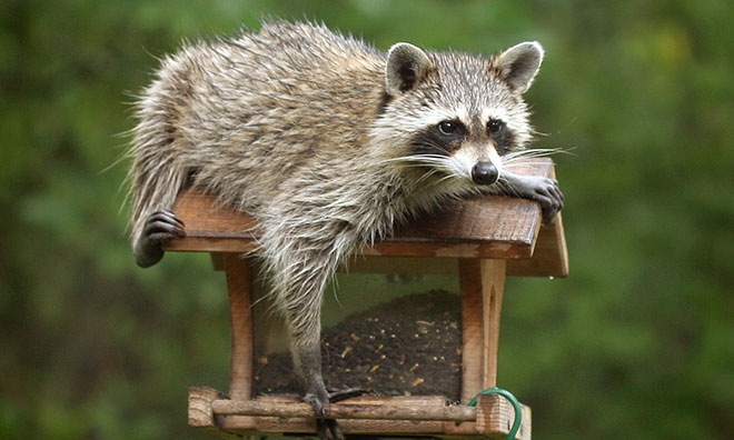 Image of a raccoon sitting on a bird feeder