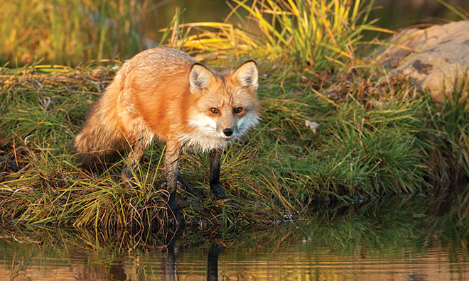 Red Fox | Strathcona County