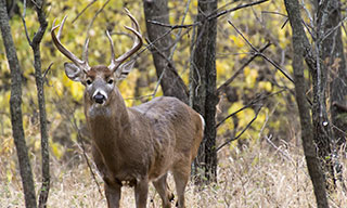 Image of a deer in the woods.