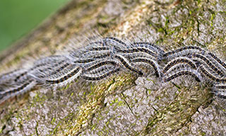 Caterpillars crawling on a tree trunk