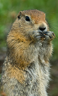 Image of the Richardson's ground squirrel
