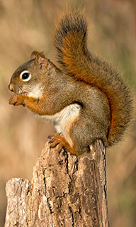 Image of a squirrel sitting on a tree trunk
