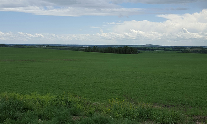 Image of a green field of grass outside Penhold.
