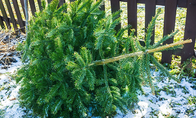 UT-MEDIUM-Recycled xmas tree 2-660x396.jpg